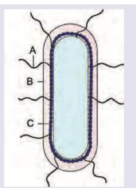 Image for question 2057