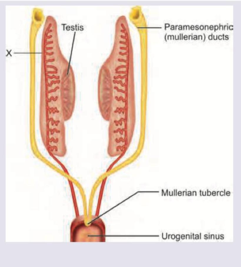 Image for question 982
