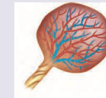 Image for question 940