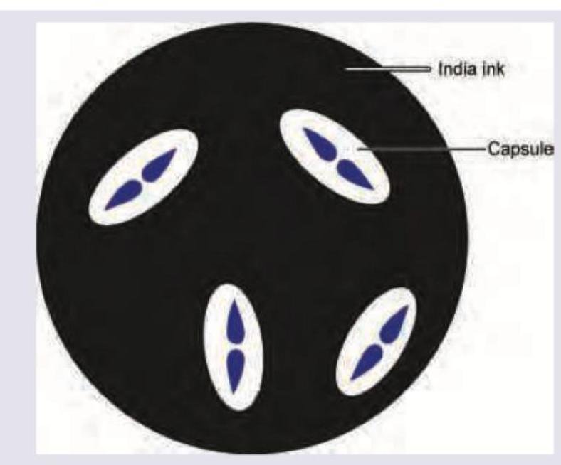 Image for question 74