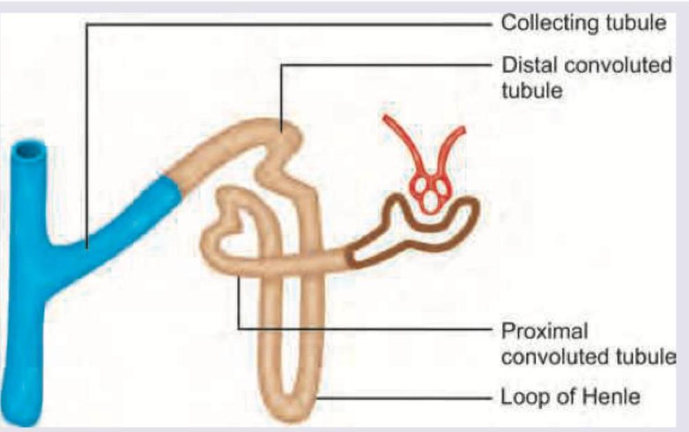 Image for question 984