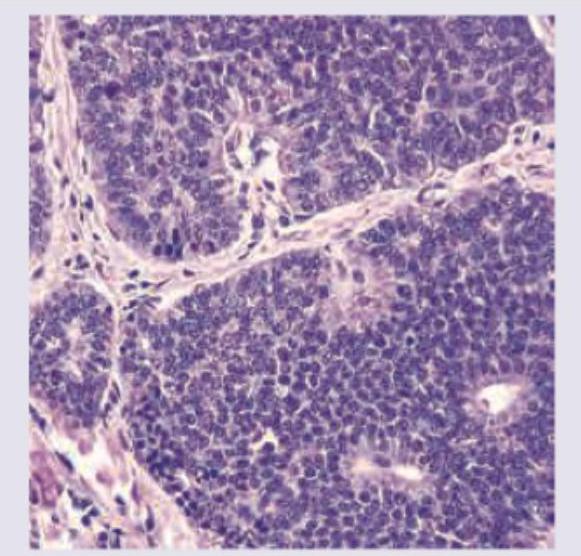 Image for question 412