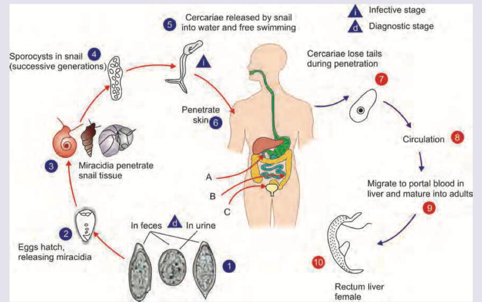 Image for question 21