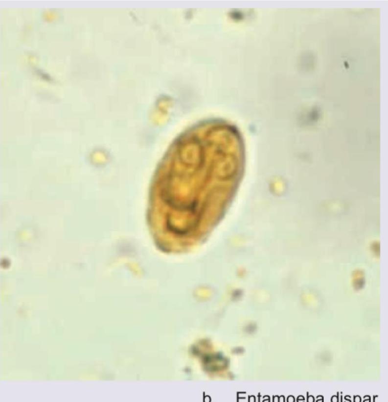 Image for question 788