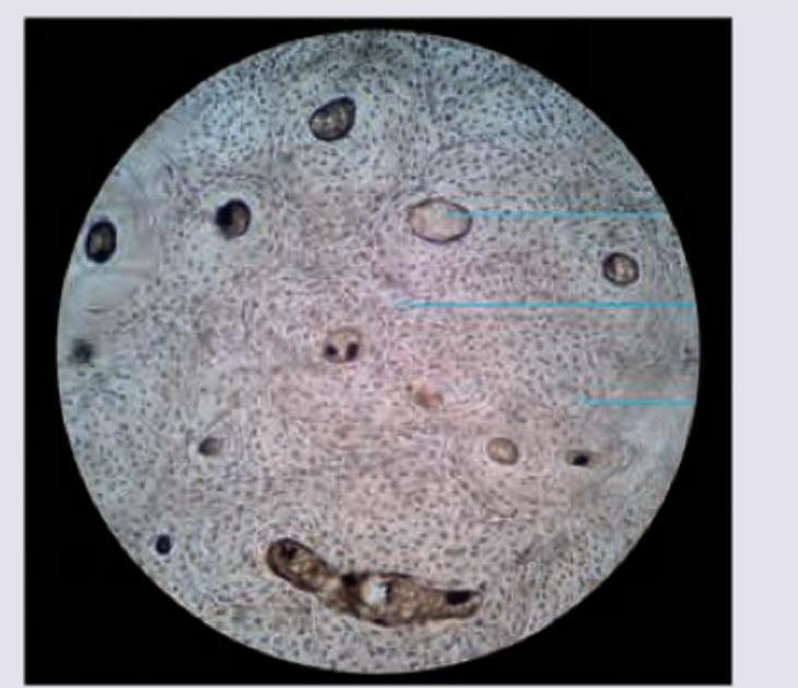 Image for question 10