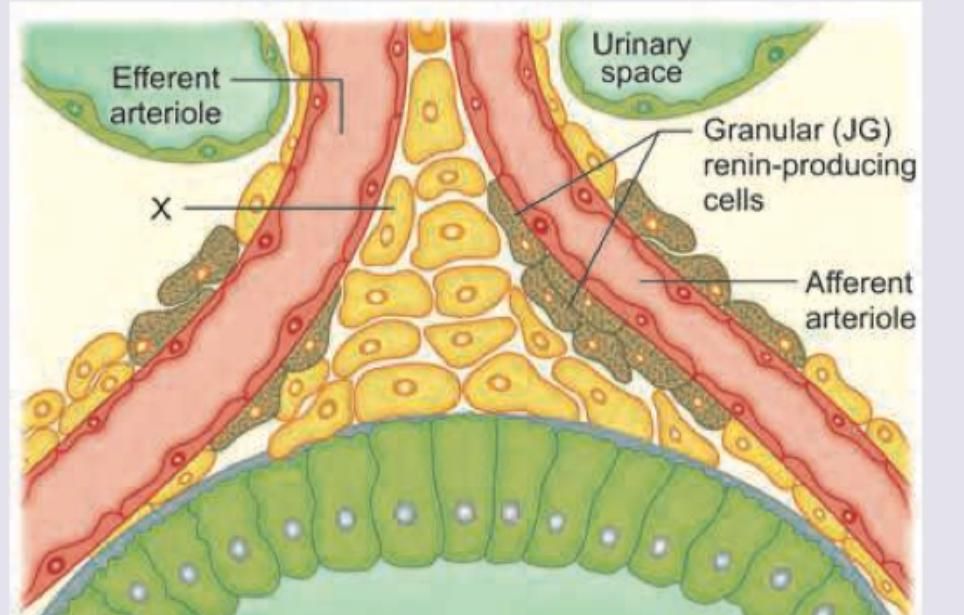 Image for question 383
