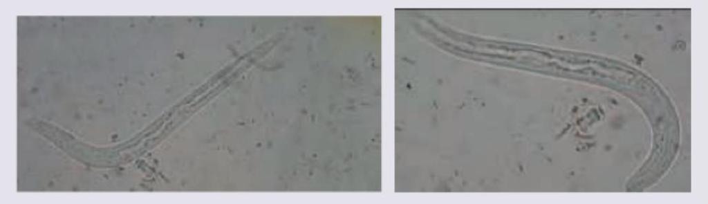 Image for question 1