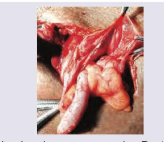 Image for question 782