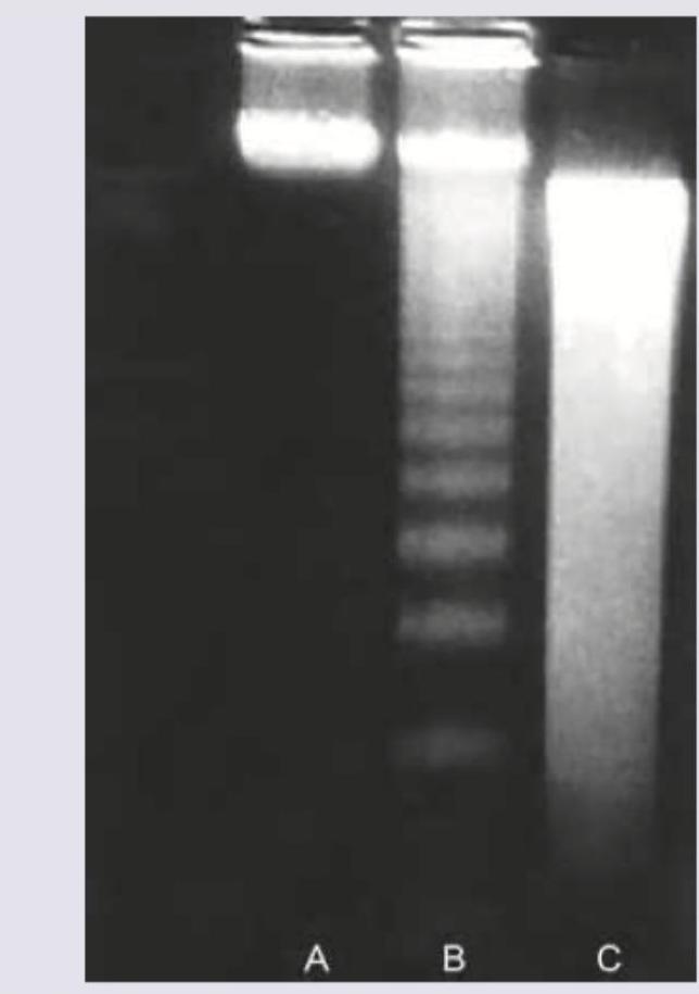 Image for question 8