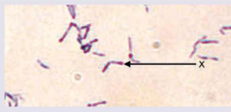 Image for question 8