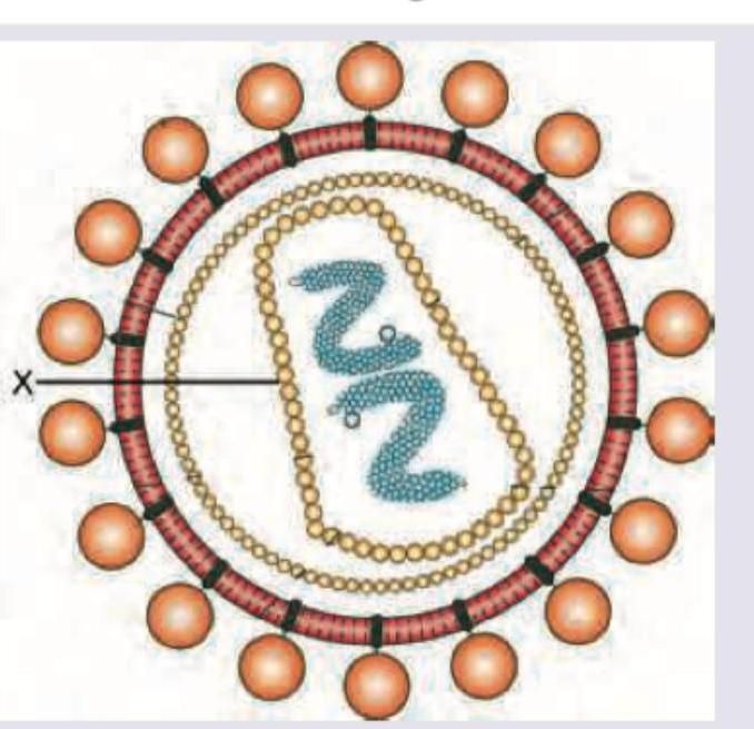 Image for question 1227