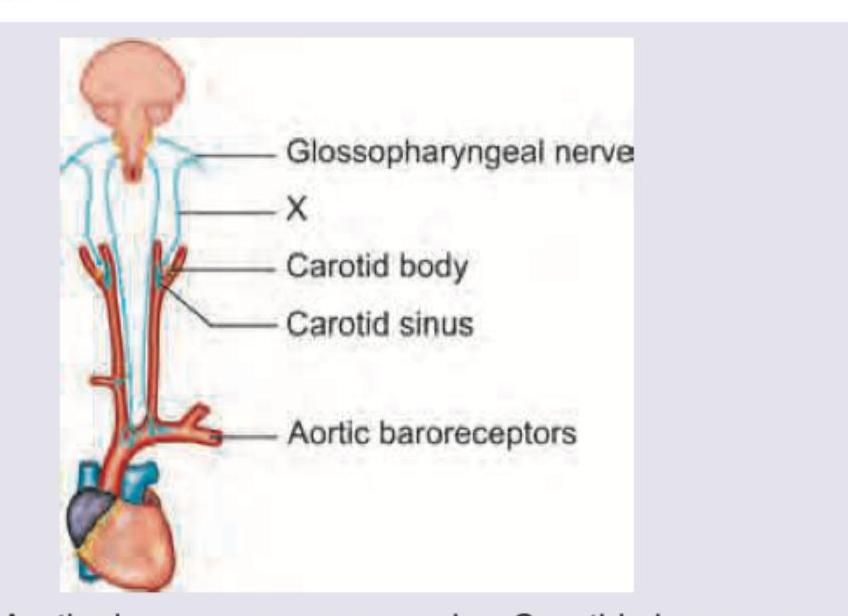 Image for question 102