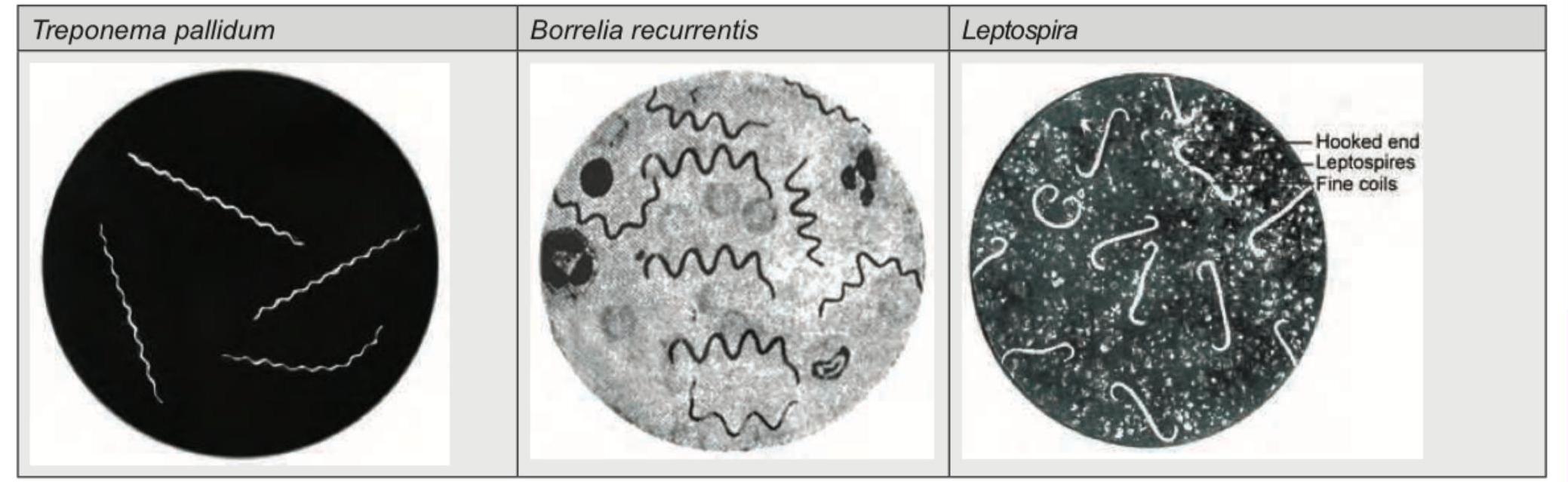 Image for question 2037