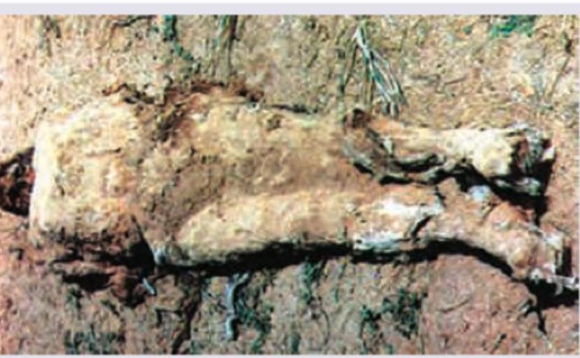 Image for question 238