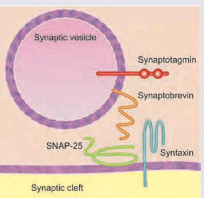 Image for question 541