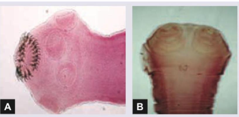 Image for question 18