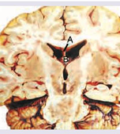 Image for question 10