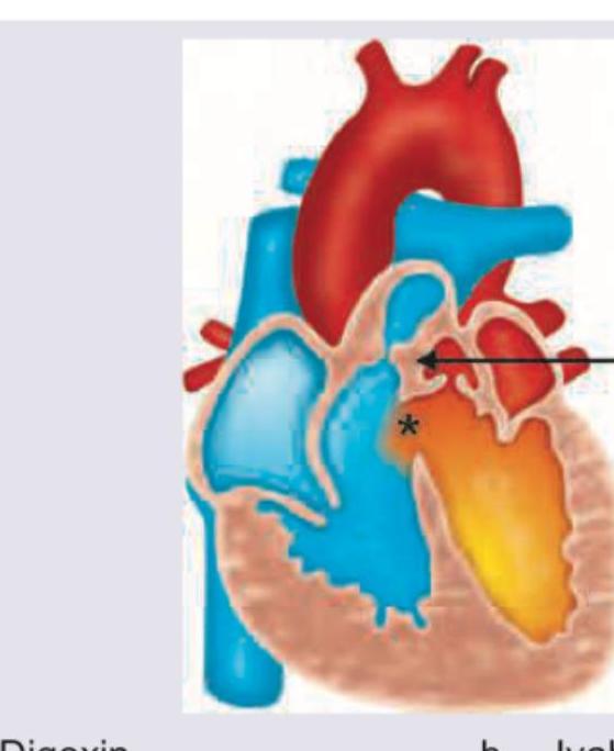 Image for question 28