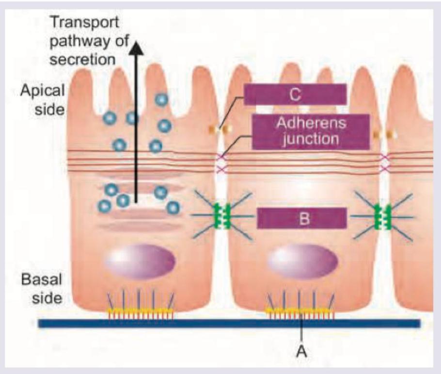 Image for question 243