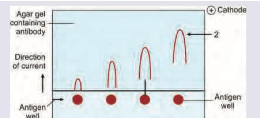Image for question 167
