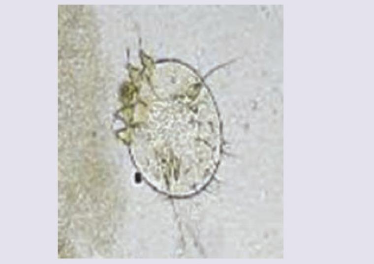 Image for question 11