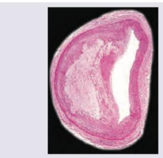 Image for question 260