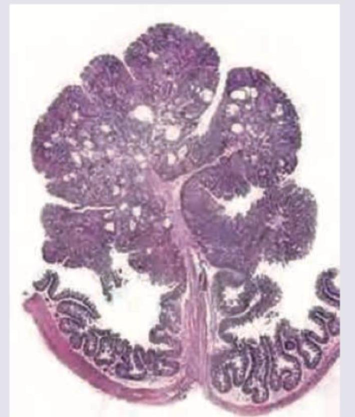 Image for question 463