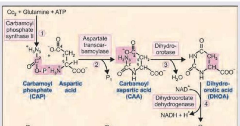 Image for question 152