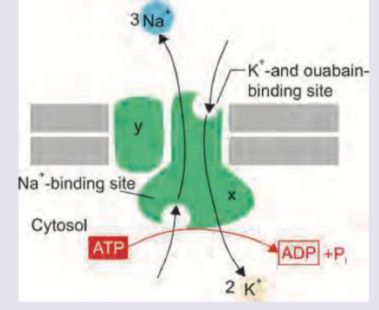 Image for question 241