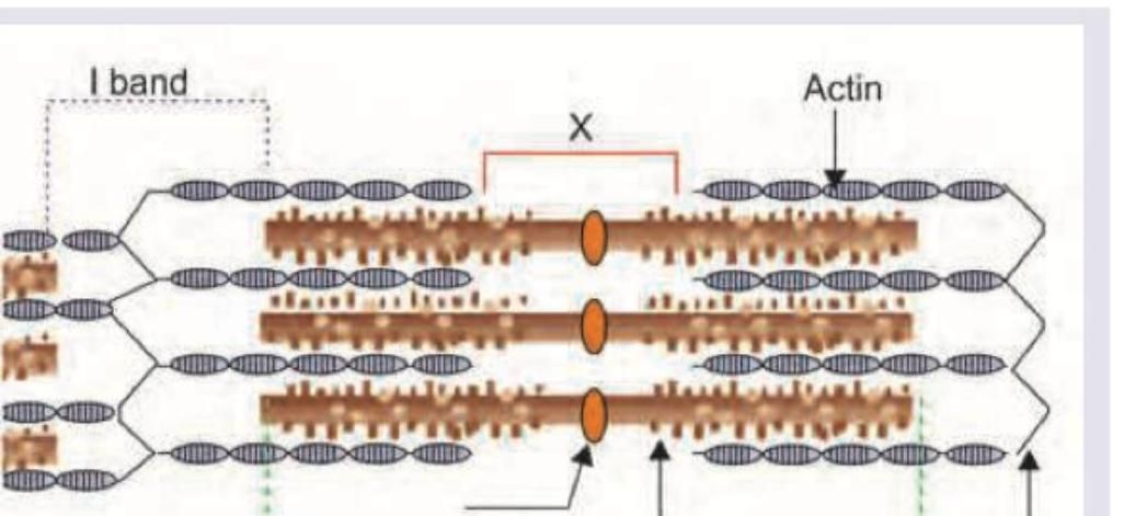 Image for question 156