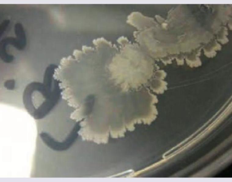 Image for question 2041