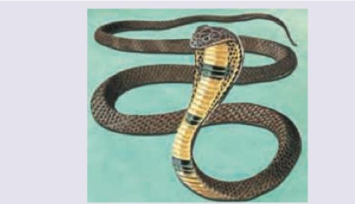 Image for question 619