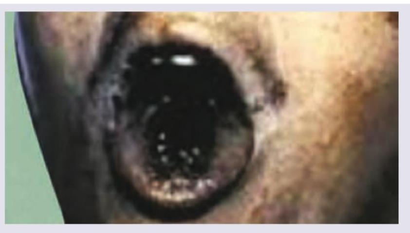 Image for question 747