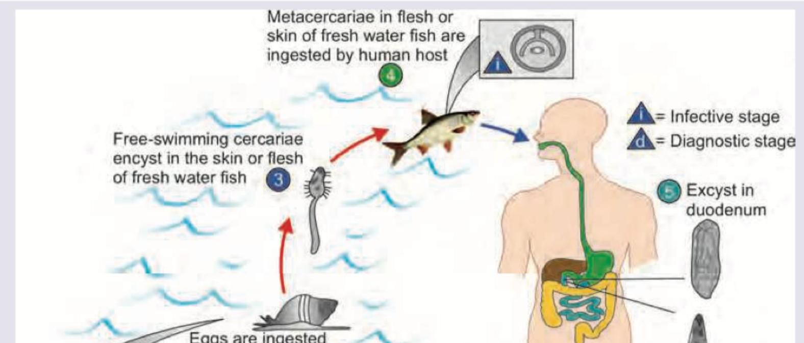 Image for question 16