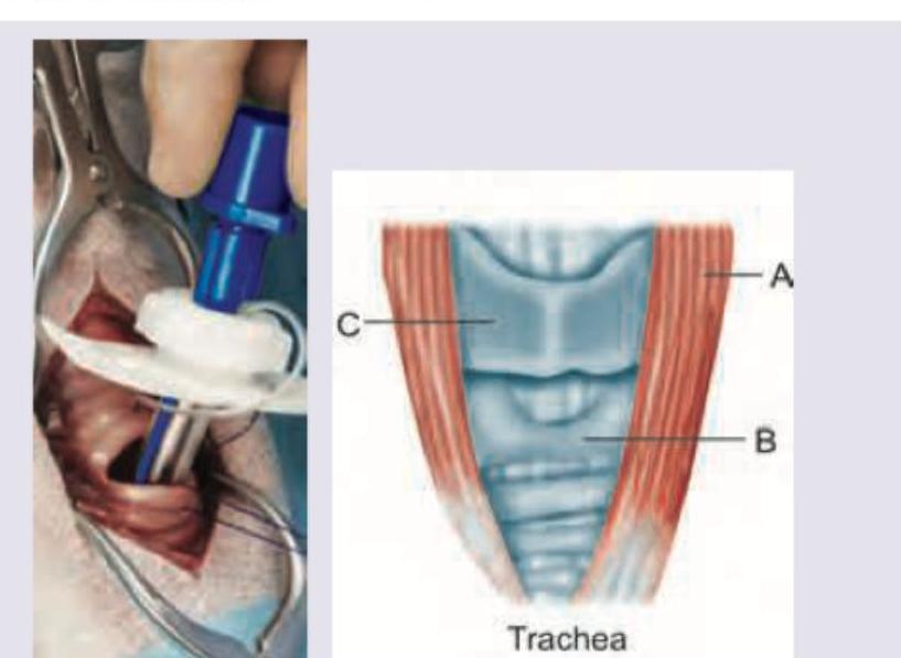 Image for question 62