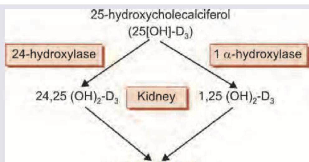 Image for question 184