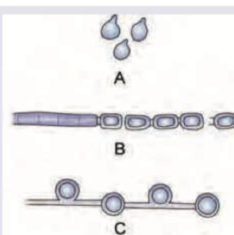 Image for question 4