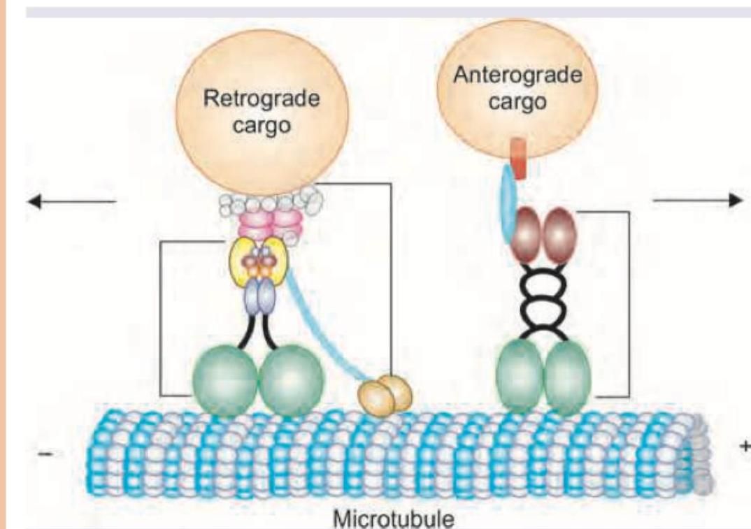 Image for question 244