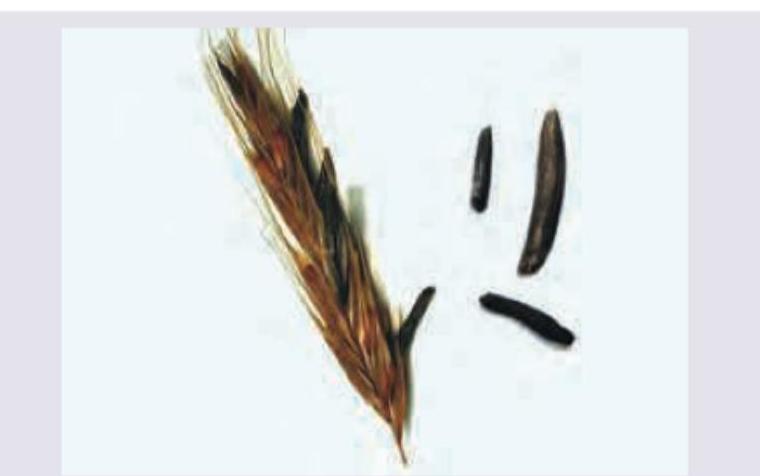 Image for question 648