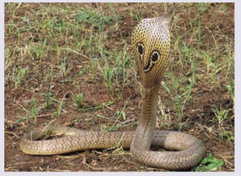 Image for question 300