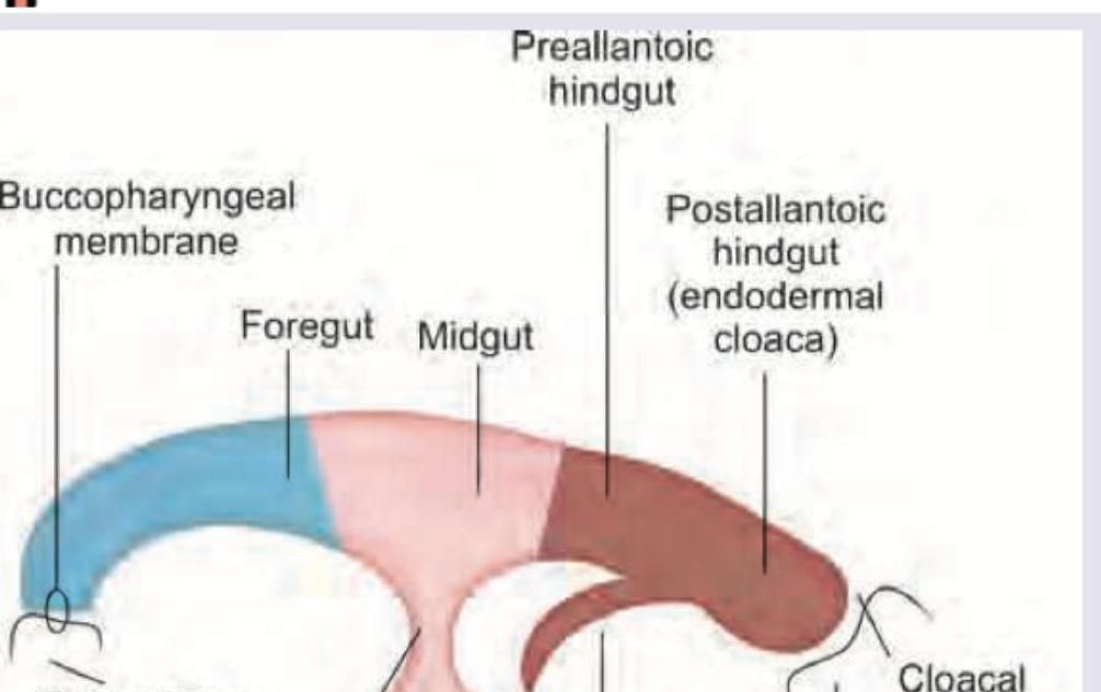 Image for question 979