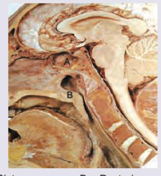 Image for question 26