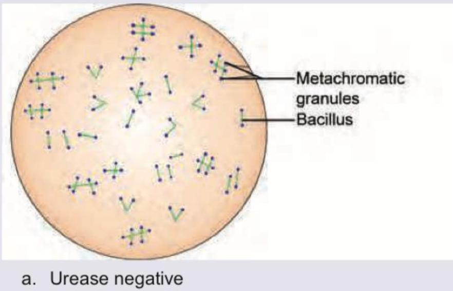 Image for question 3
