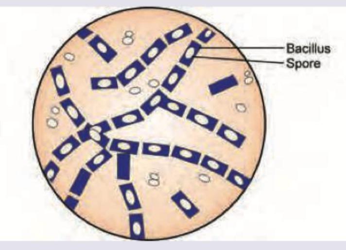 Image for question 2063