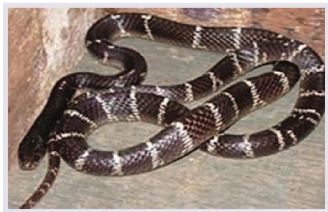 Image for question 620