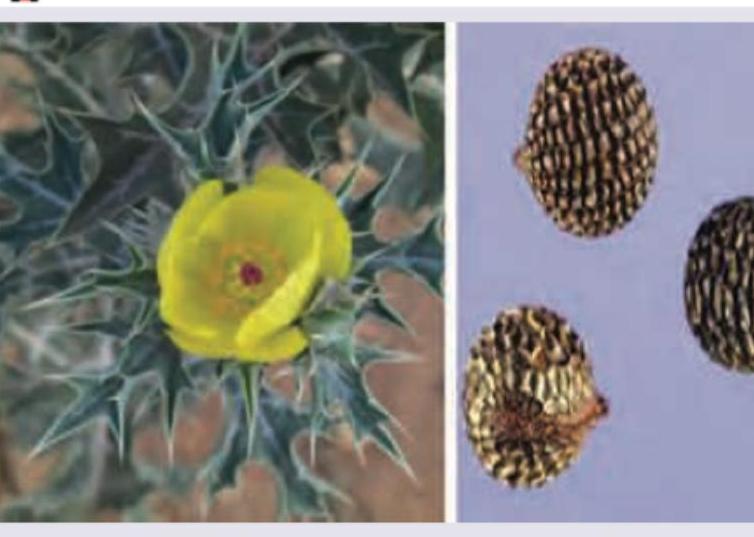 Image for question 786