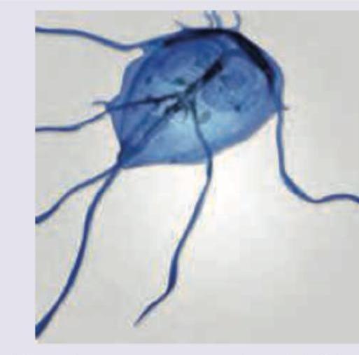 Image for question 300