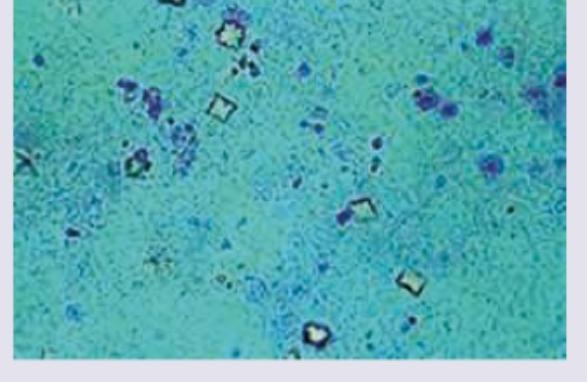 Image for question 8