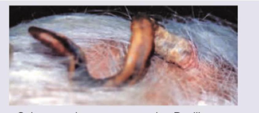 Image for question 206