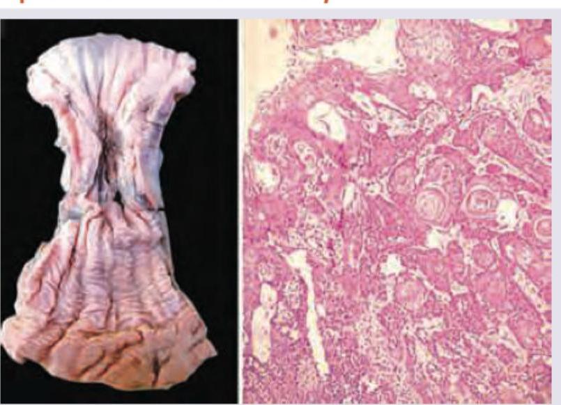 Image for question 459